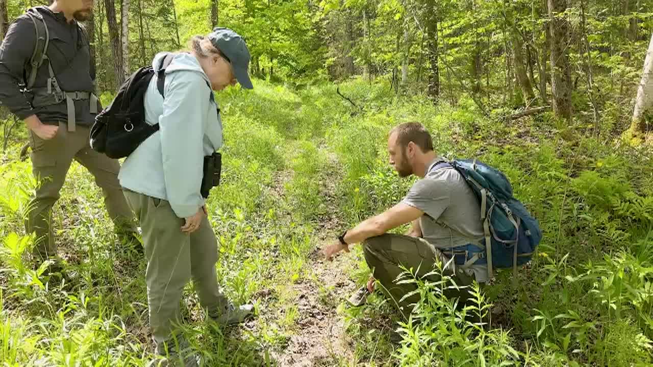 Thumbnail image for Vermont Master Naturalist - Rocky Rambles In Boyer State Forest